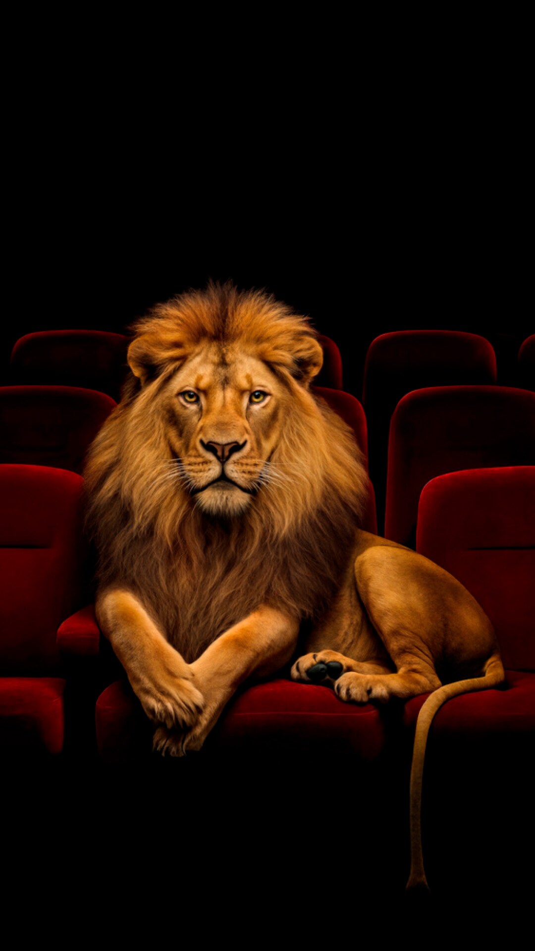 Lion on cinema seats